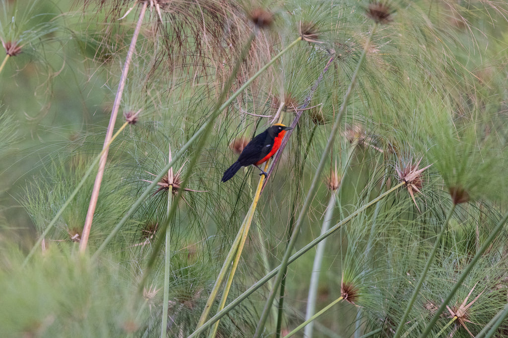 Wilderness Magashi Peninsula - Birding 