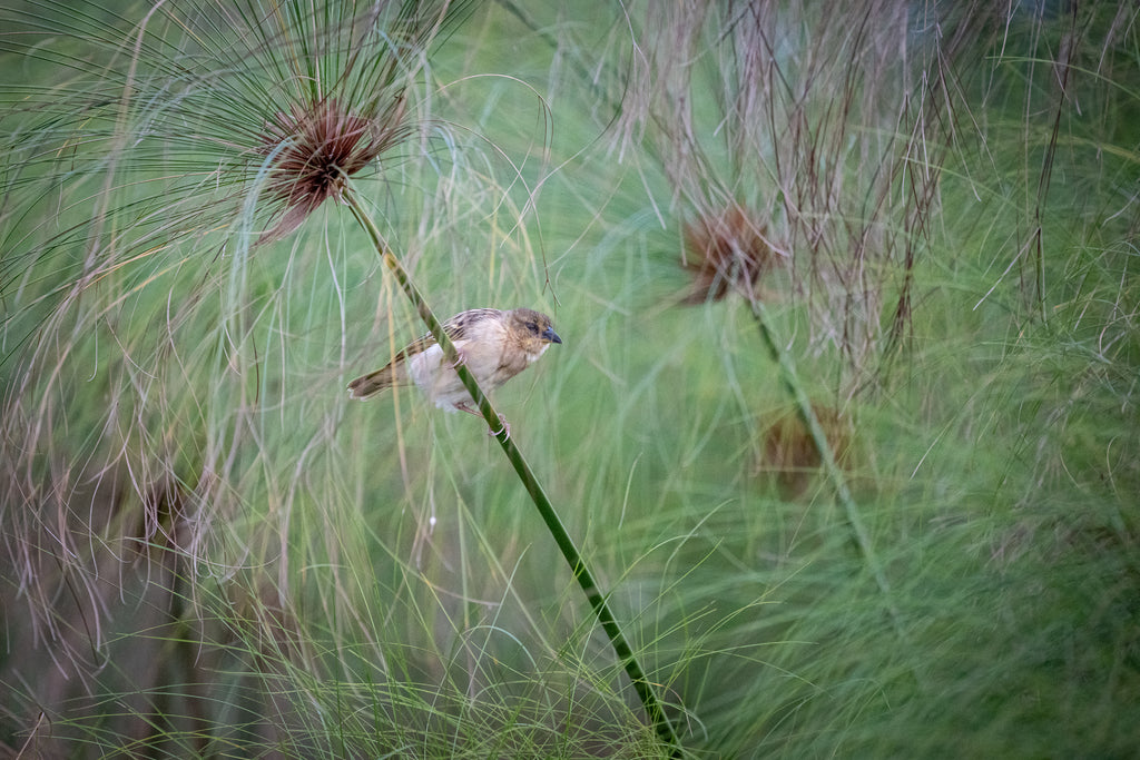 Wilderness Magashi Peninsula - Birding 