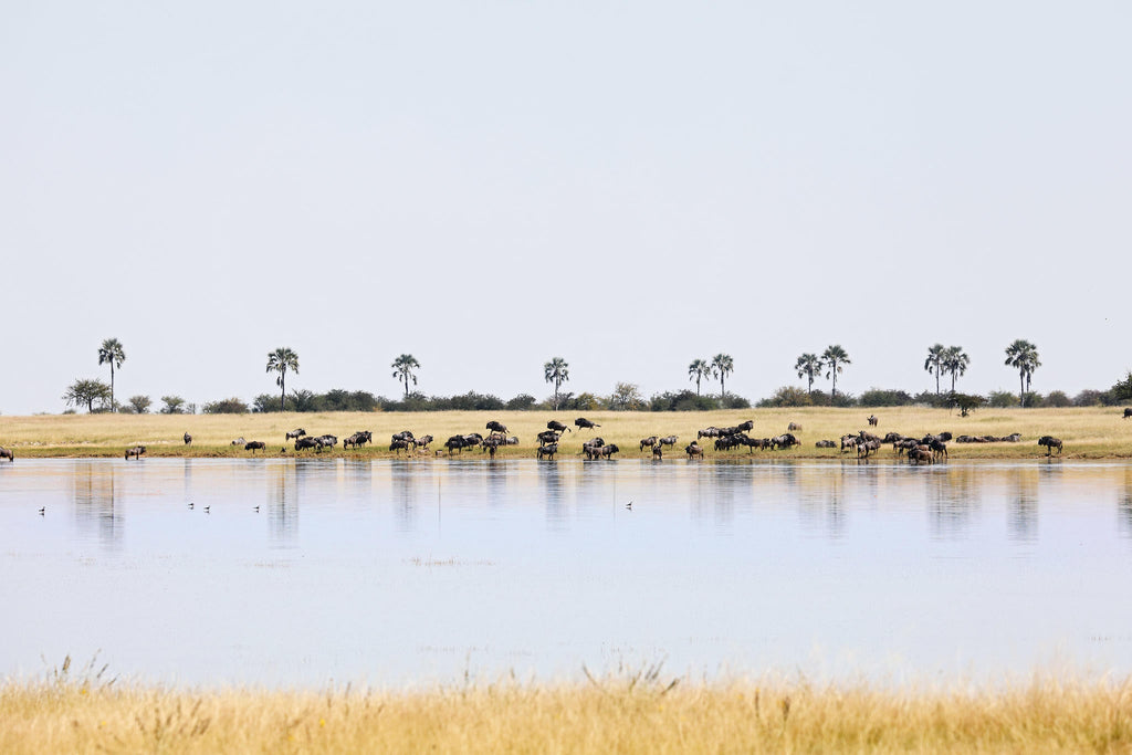 Game Drives  gallery image 6