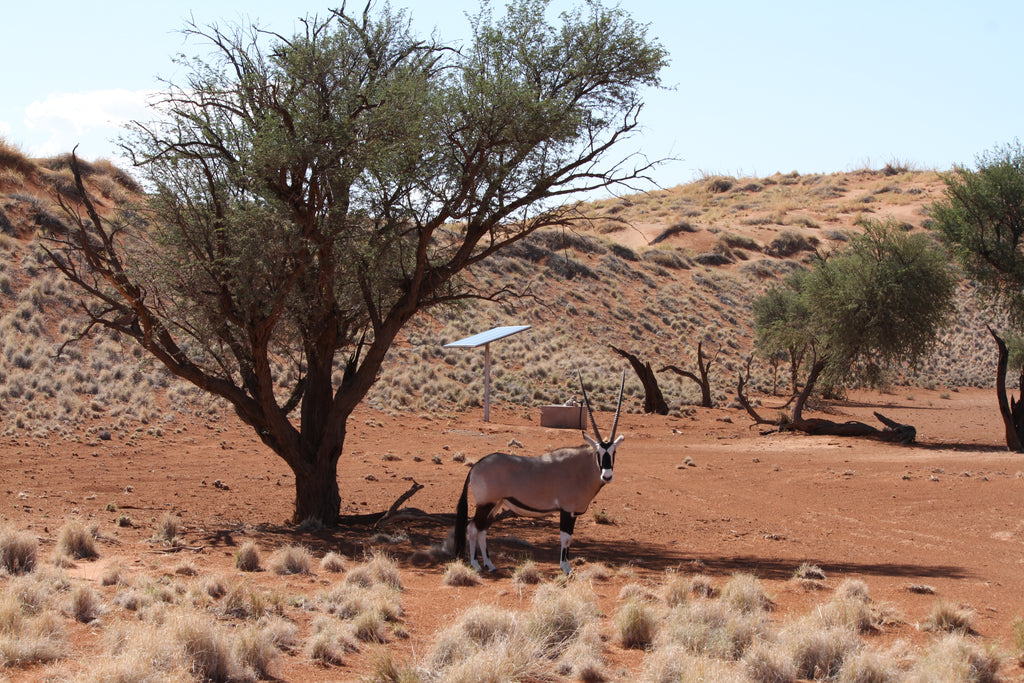 Namib Dune Star Camp