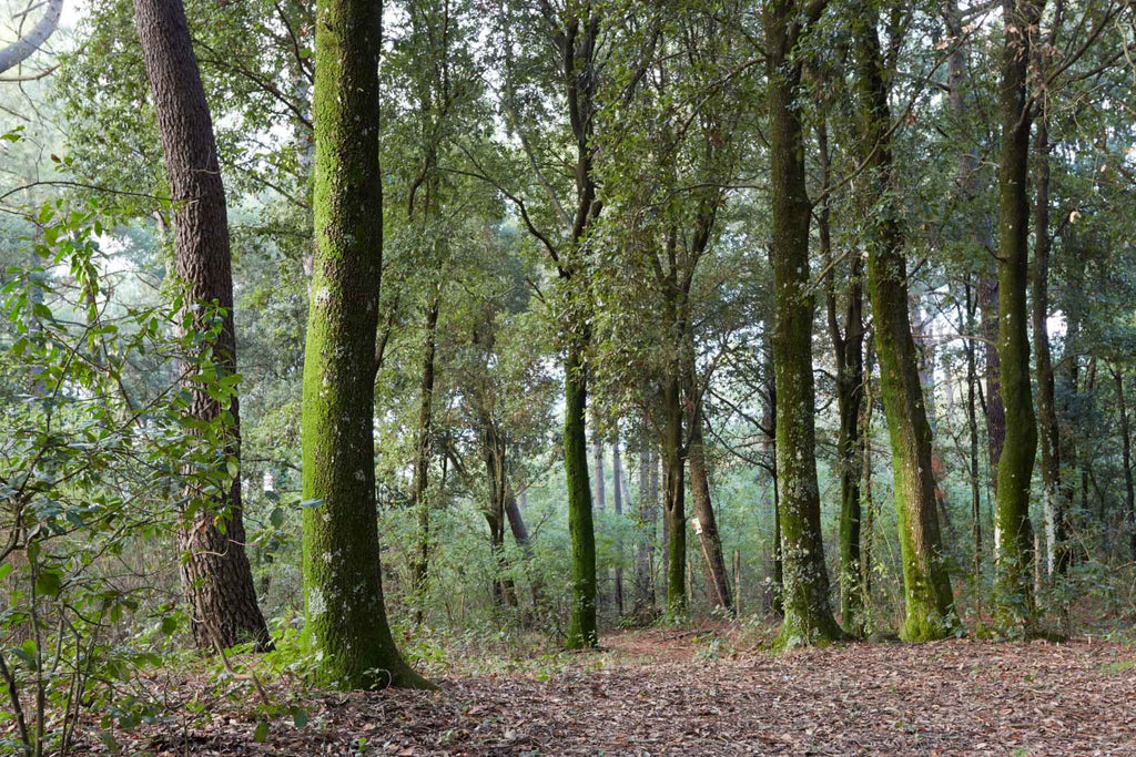 Vesuvius National Park