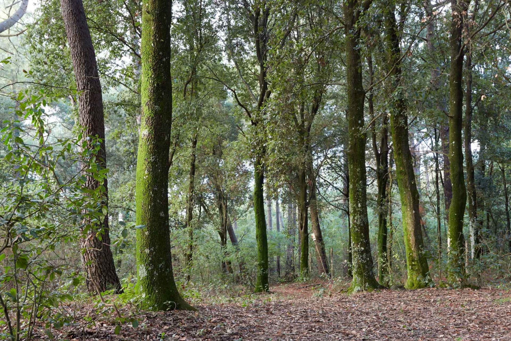 Vesuvius National Park