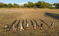 Endeavour Safaris - Walking Expeditions