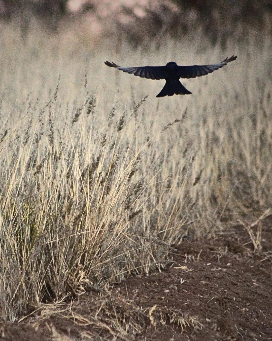 Wildlife at Waldeck Namibia, Khomas Hochland, Namibia.