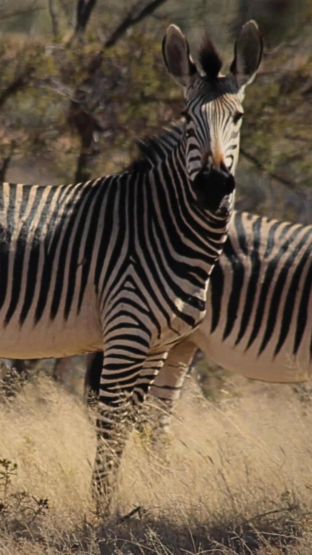 Wildlife at Waldeck Namibia, Khomas Hochland, Namibia.