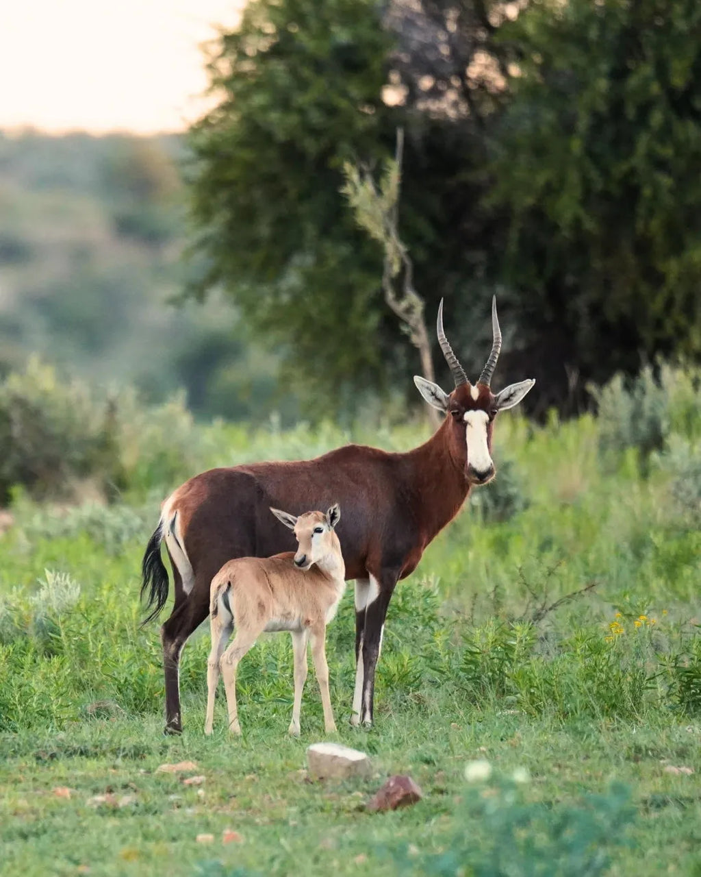 Meal Time at Waldeck Namibia, Khomas Hochland, Namibia.