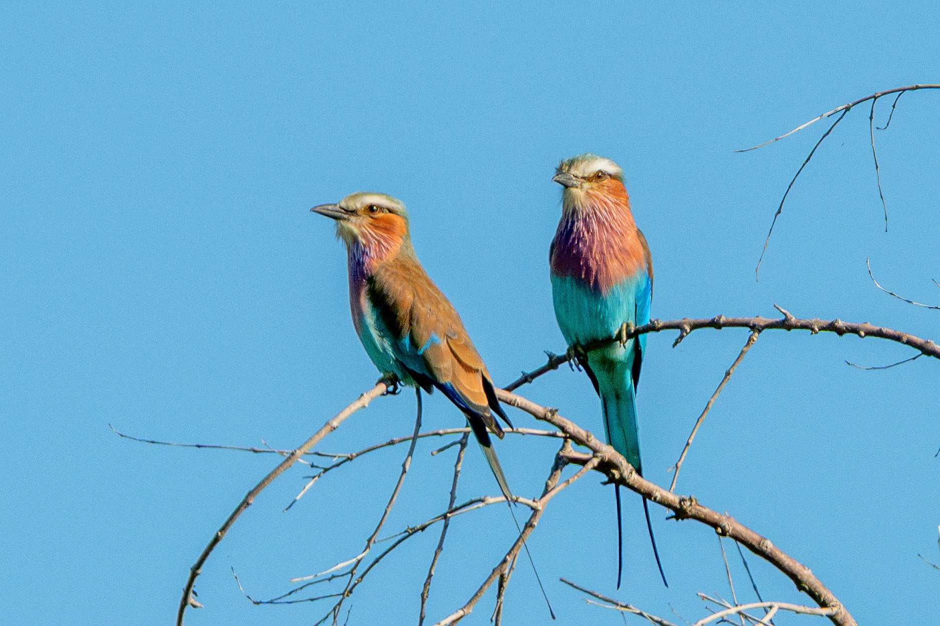 Amazing birdlife