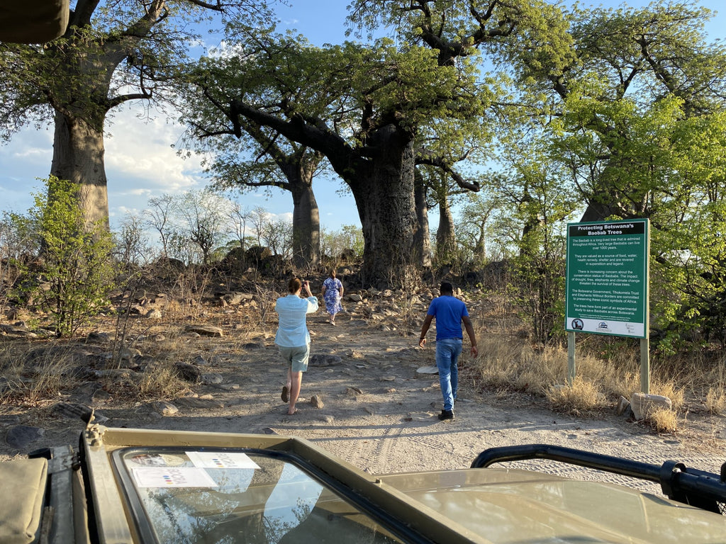 Baobab tress