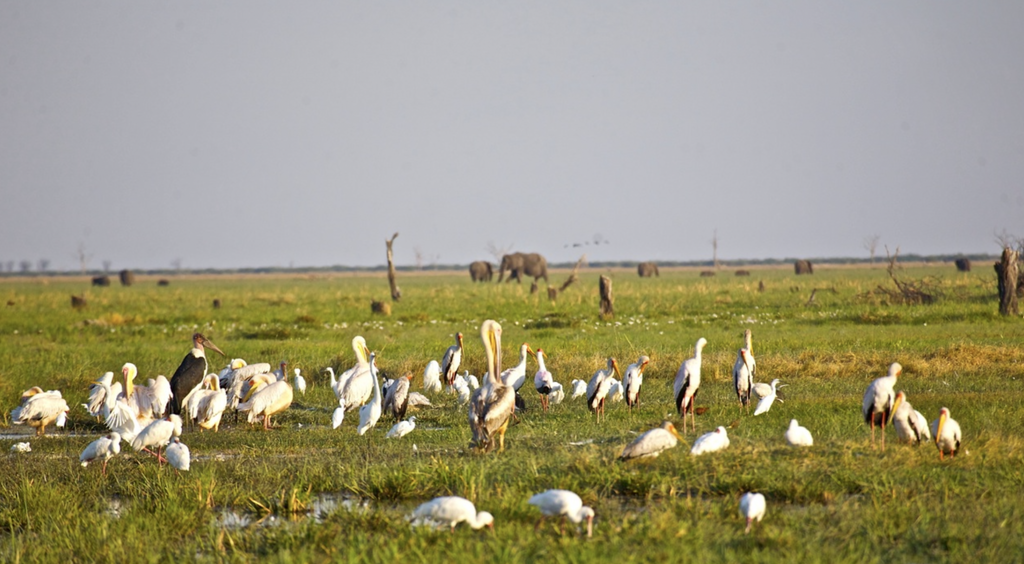 Savuti marsh