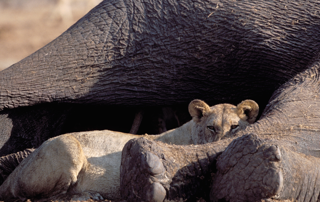 Lion & elephant kill