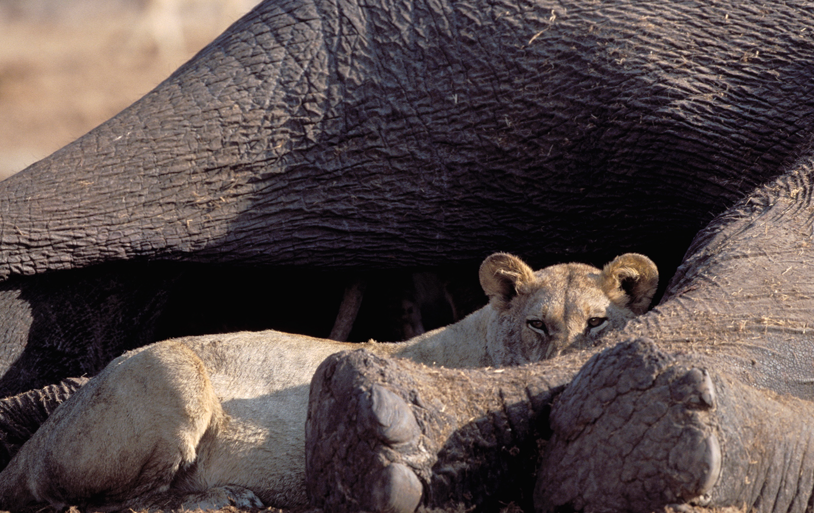 Lion & elephant kill