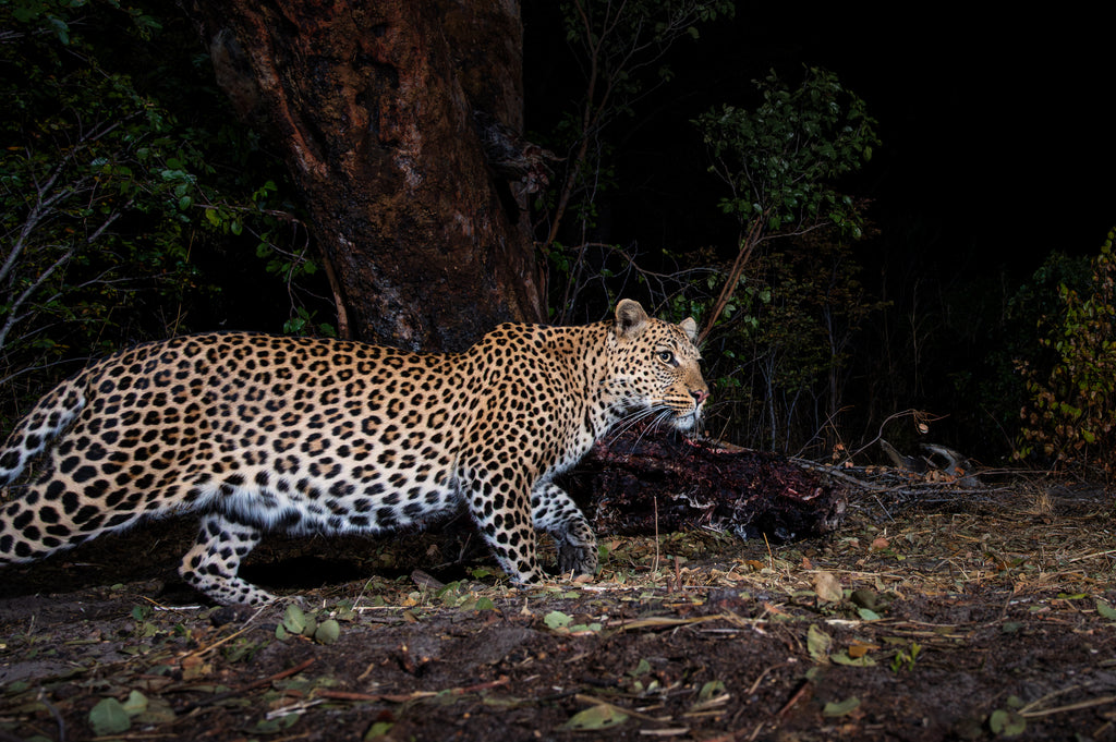 Leopard