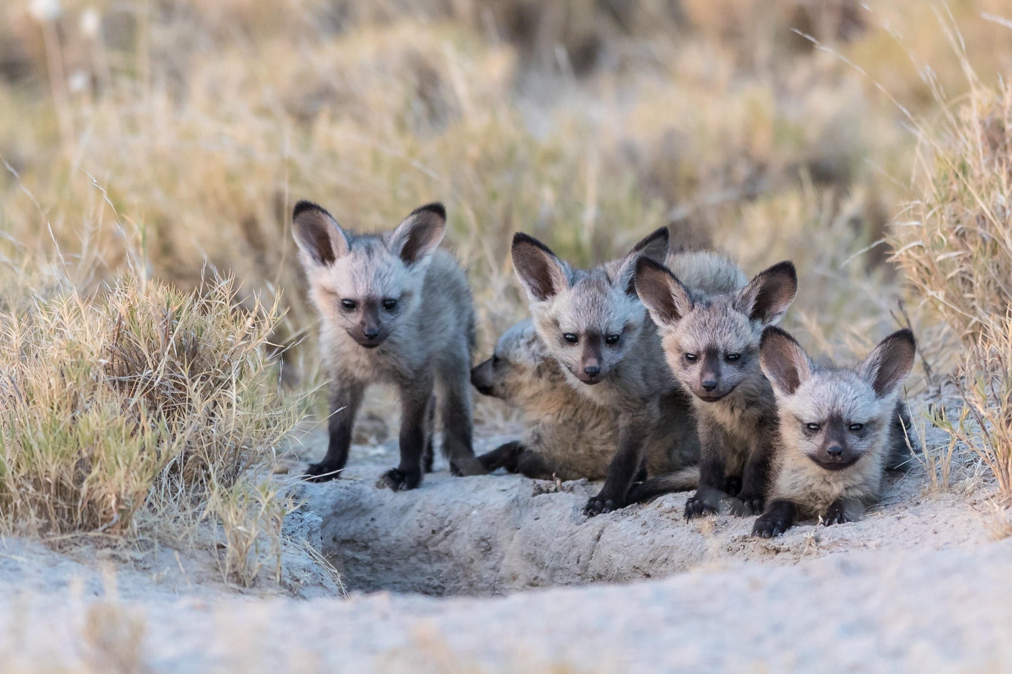 Game Drives  gallery image 8