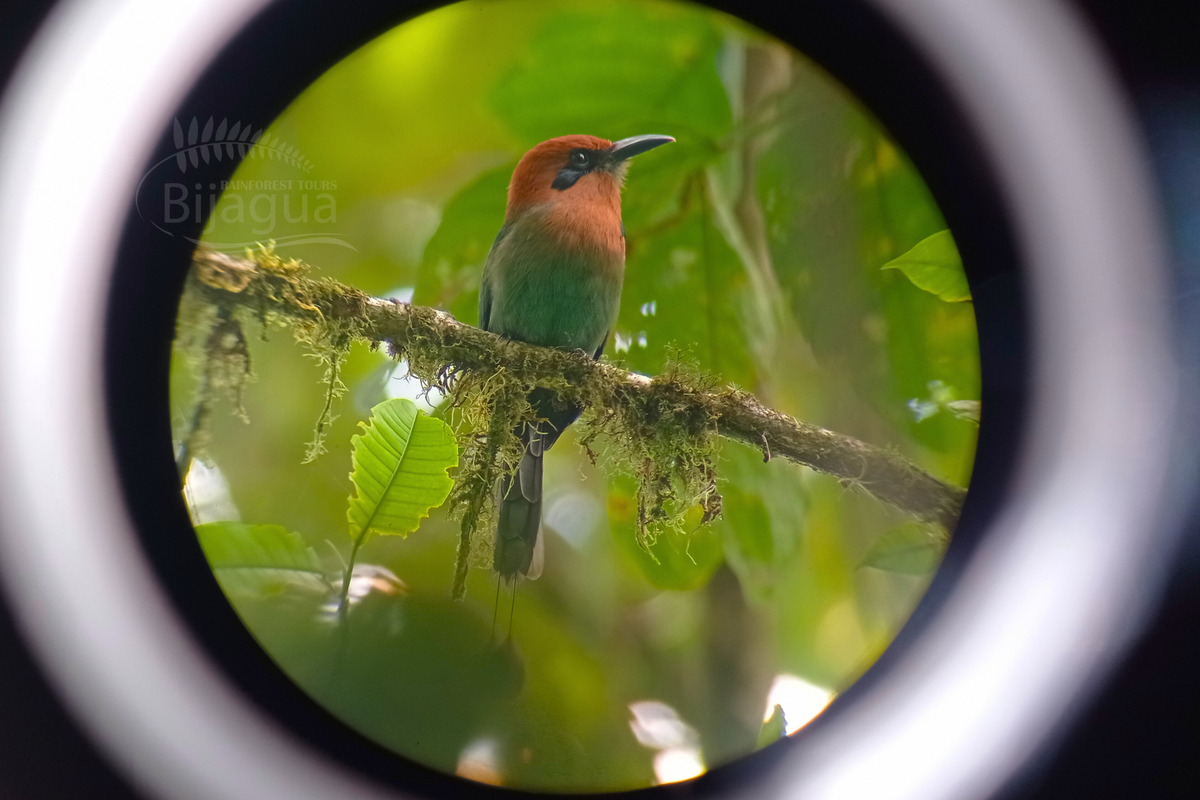 Bijagua Rainforest Tours / Rainforest Hanging Bridges Hike