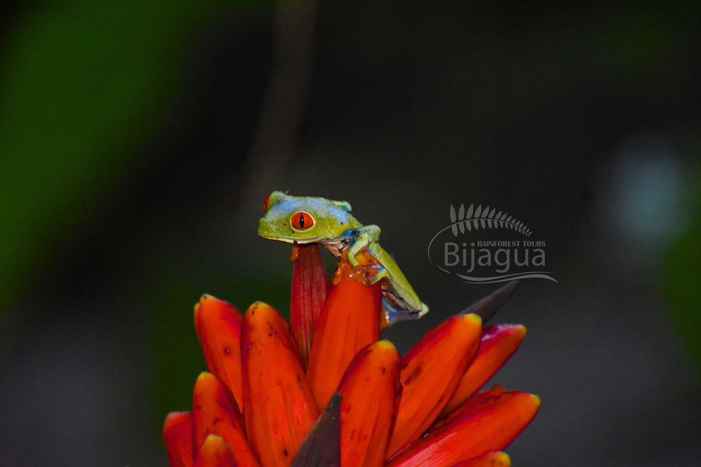 Tapir Valley Reserve Tour