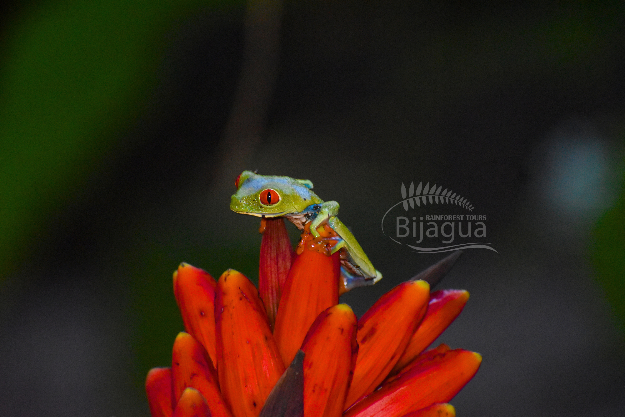 Tapir Valley Reserve Tour