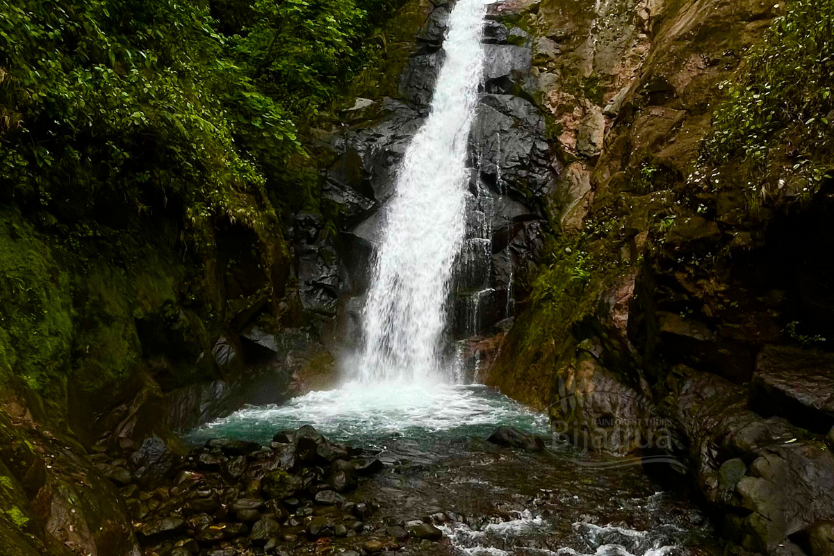 Bijagua Rainforest Tours / Waterfall Bijagua Hike