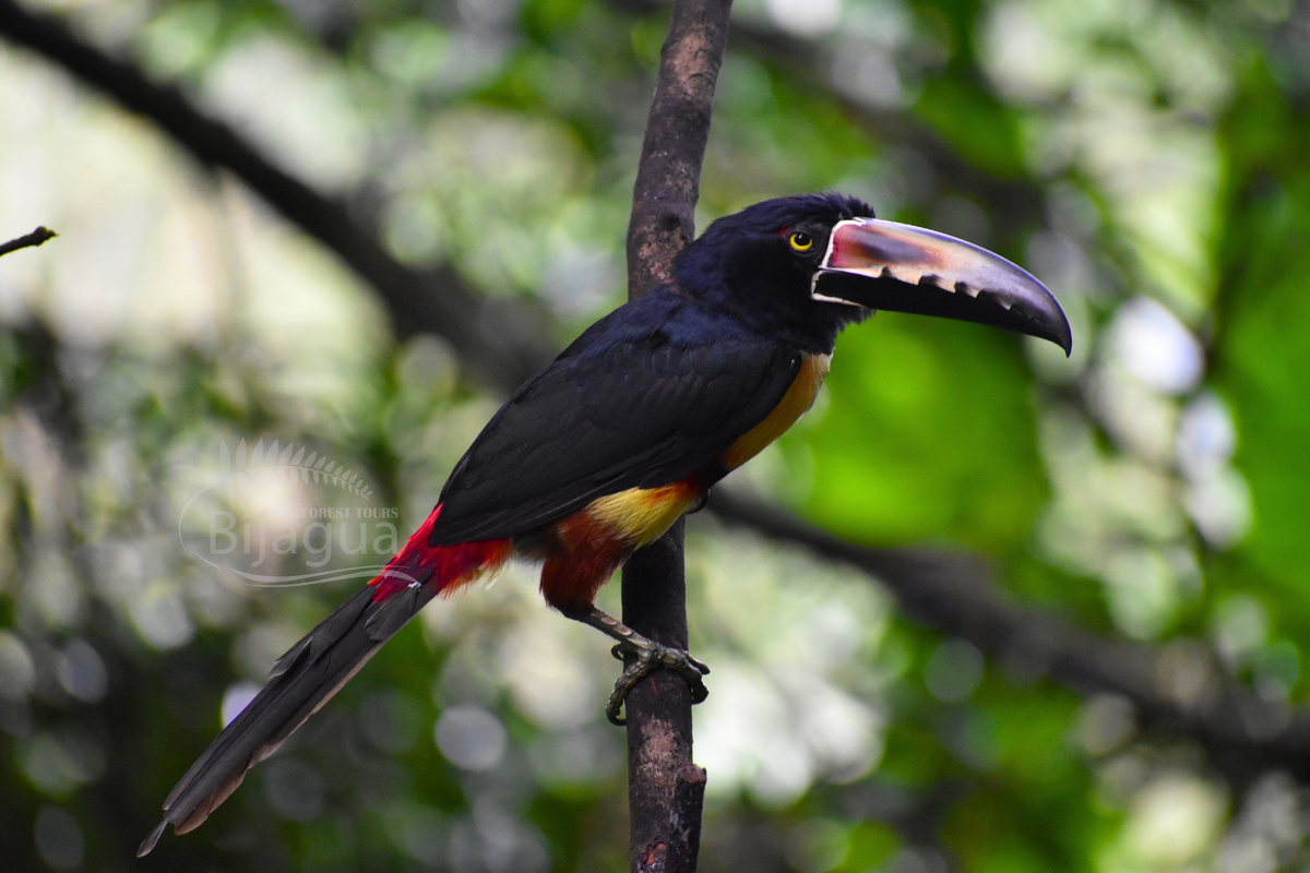Bijagua Rainforest Tours / Birdwatching Tour
