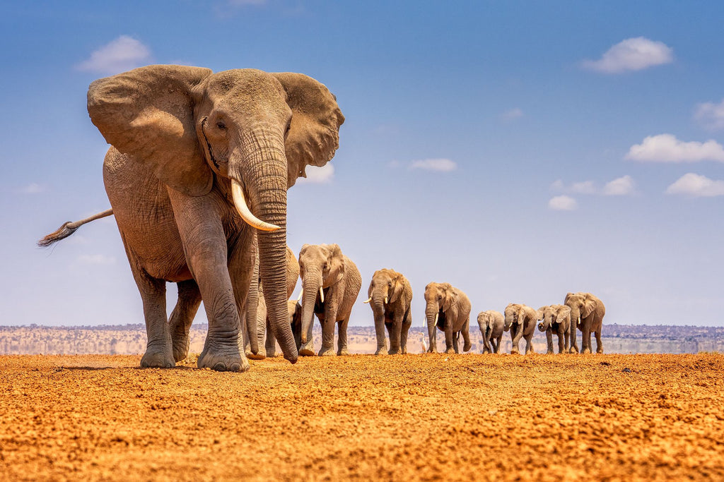 Soroi Amboseli