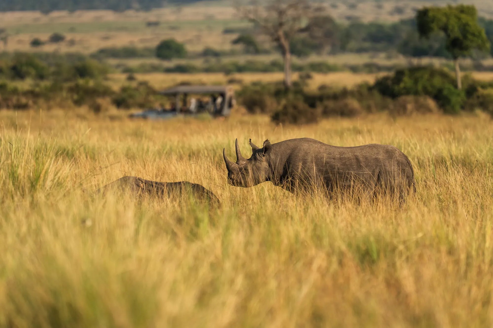 Wilderness Mara at Wilderness Mara, Masai Mara National Reserve, Kenya.
