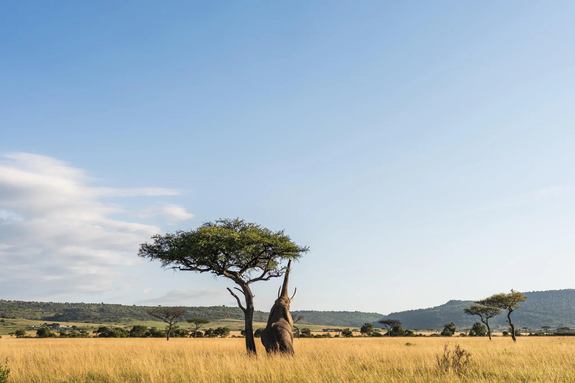 Wilderness Mara at Wilderness Mara, Masai Mara National Reserve, Kenya.