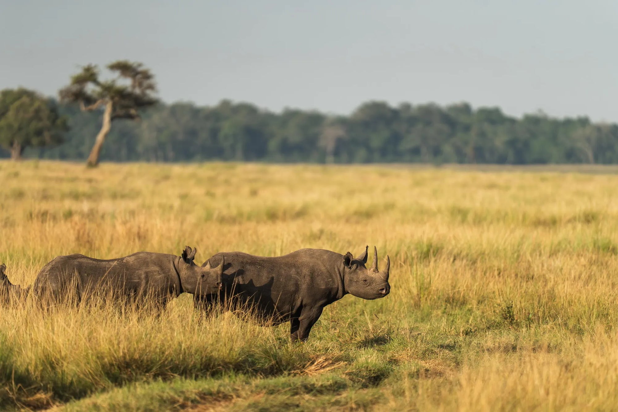 Wilderness Mara at Wilderness Mara, Masai Mara National Reserve, Kenya.