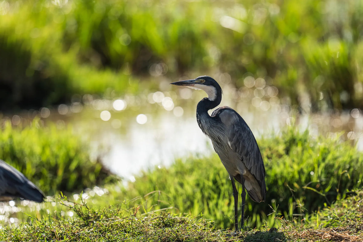 Wilderness Mara - Birding