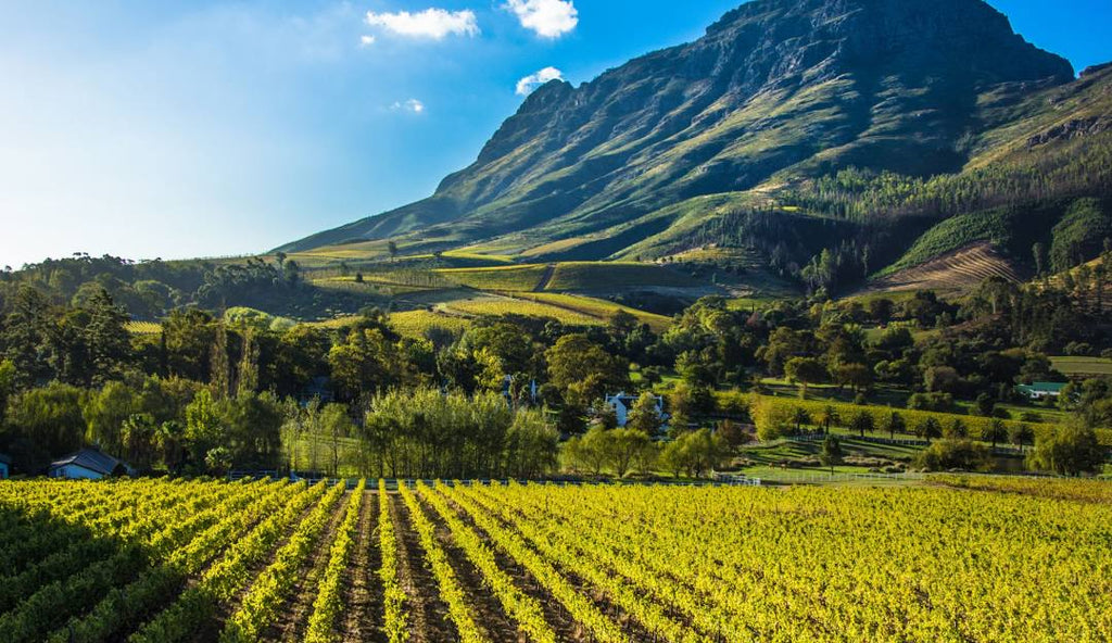 Widevision Travel - Wine Tour Stellenbosch and Franschhoek or Constantia