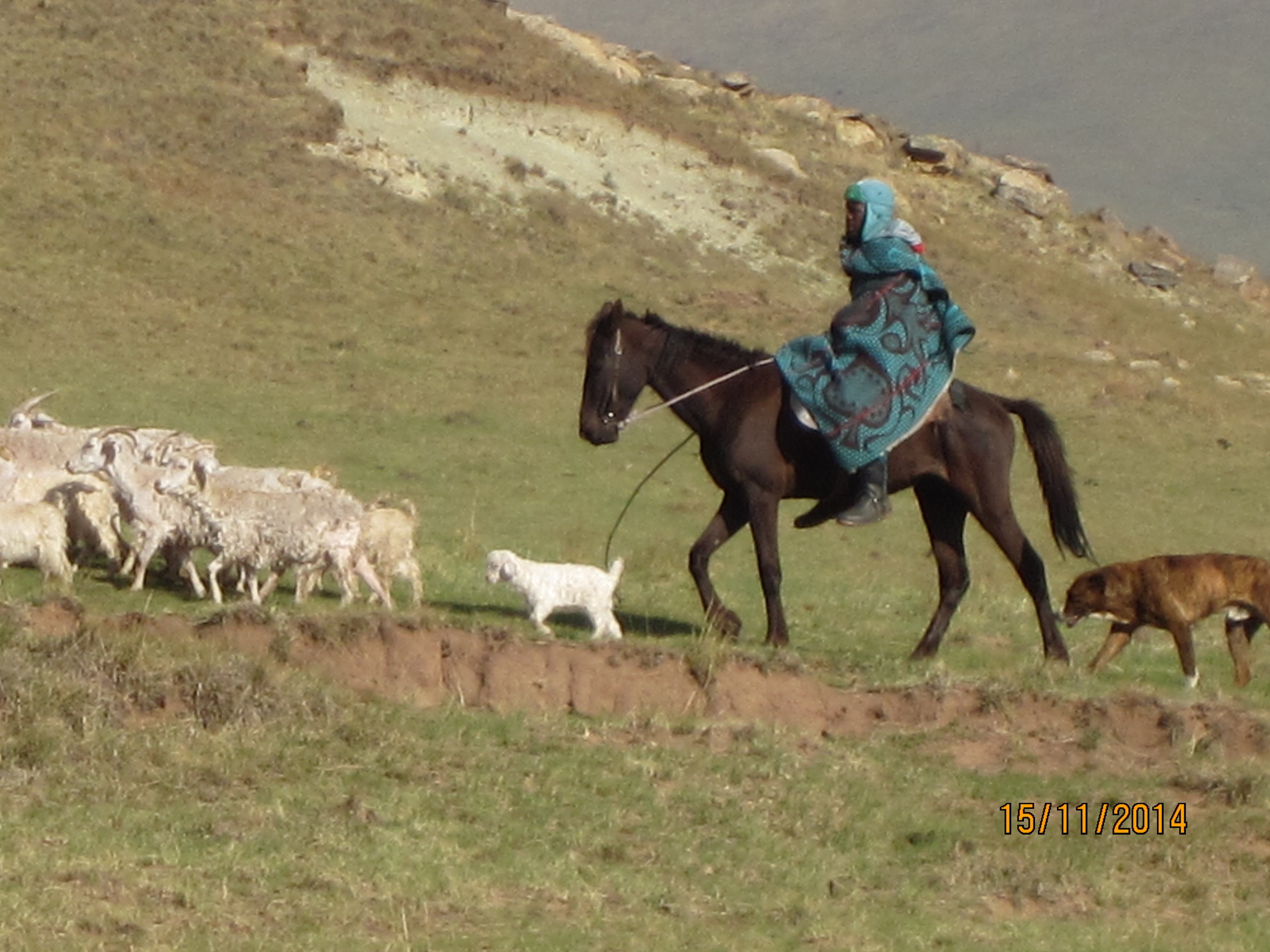 A Sheppard and their flock of sheep