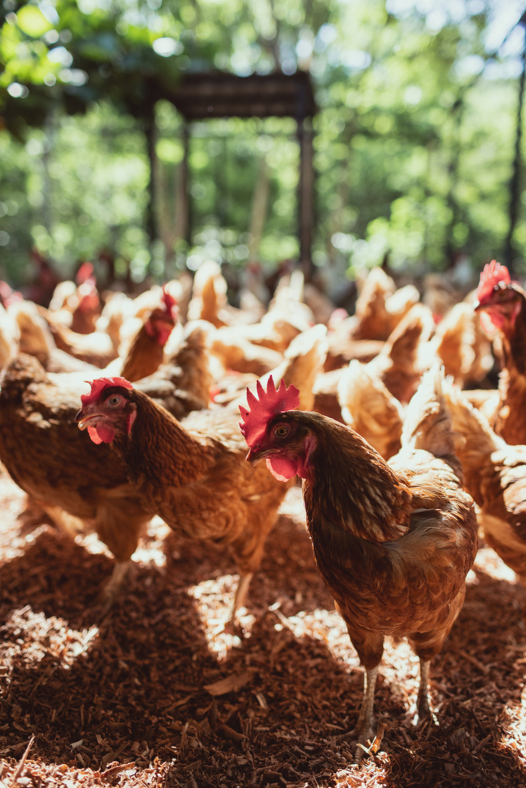 La Estancia | Farm Experience