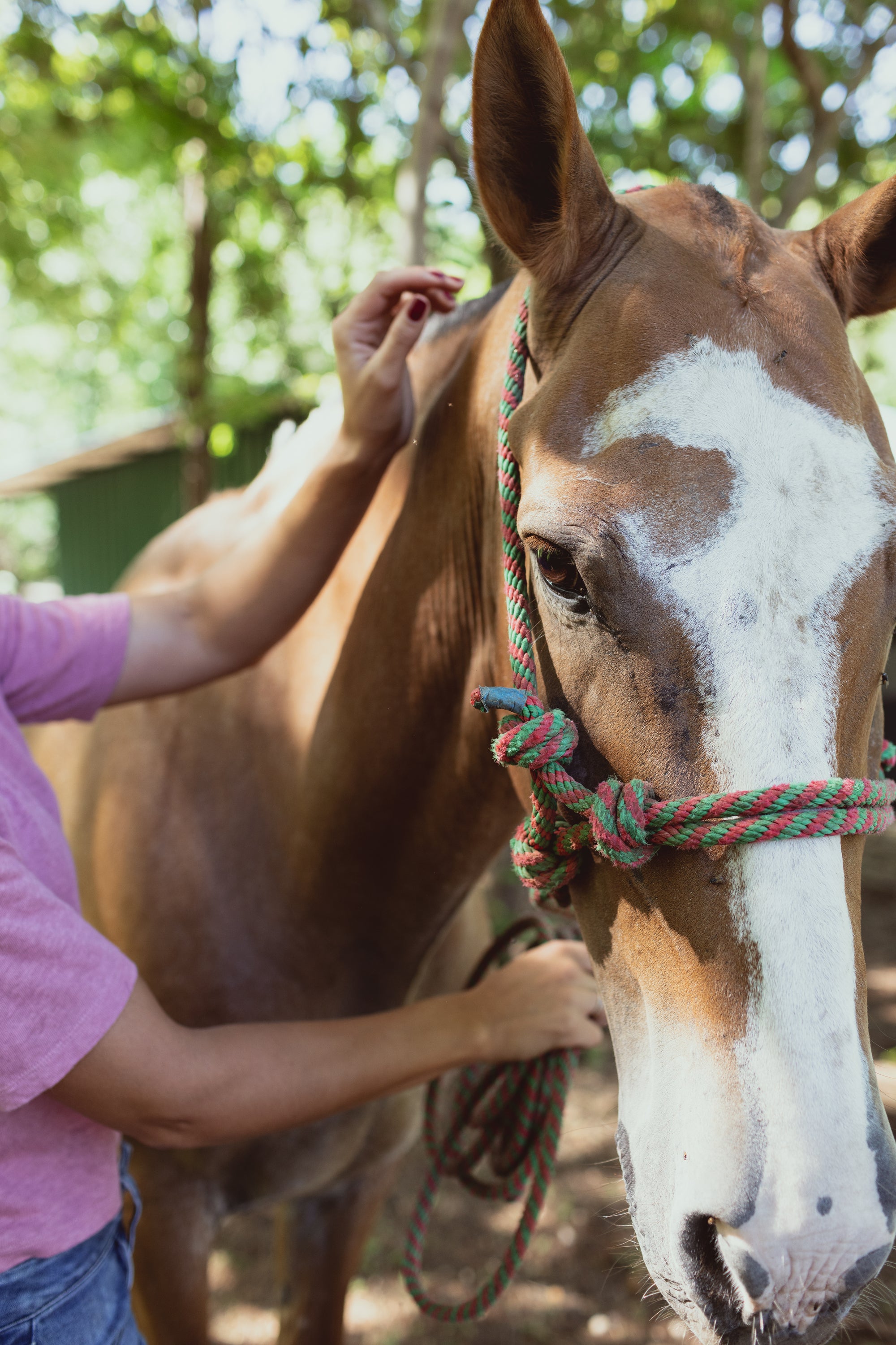 La Estancia Equine Experience