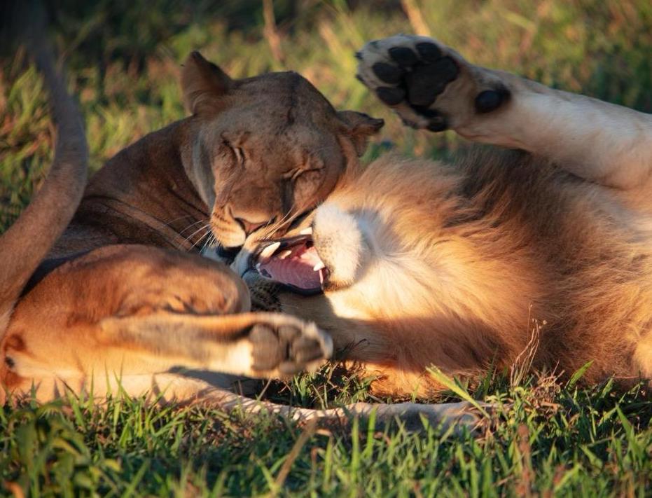 Lions playing Spotted on a Safari