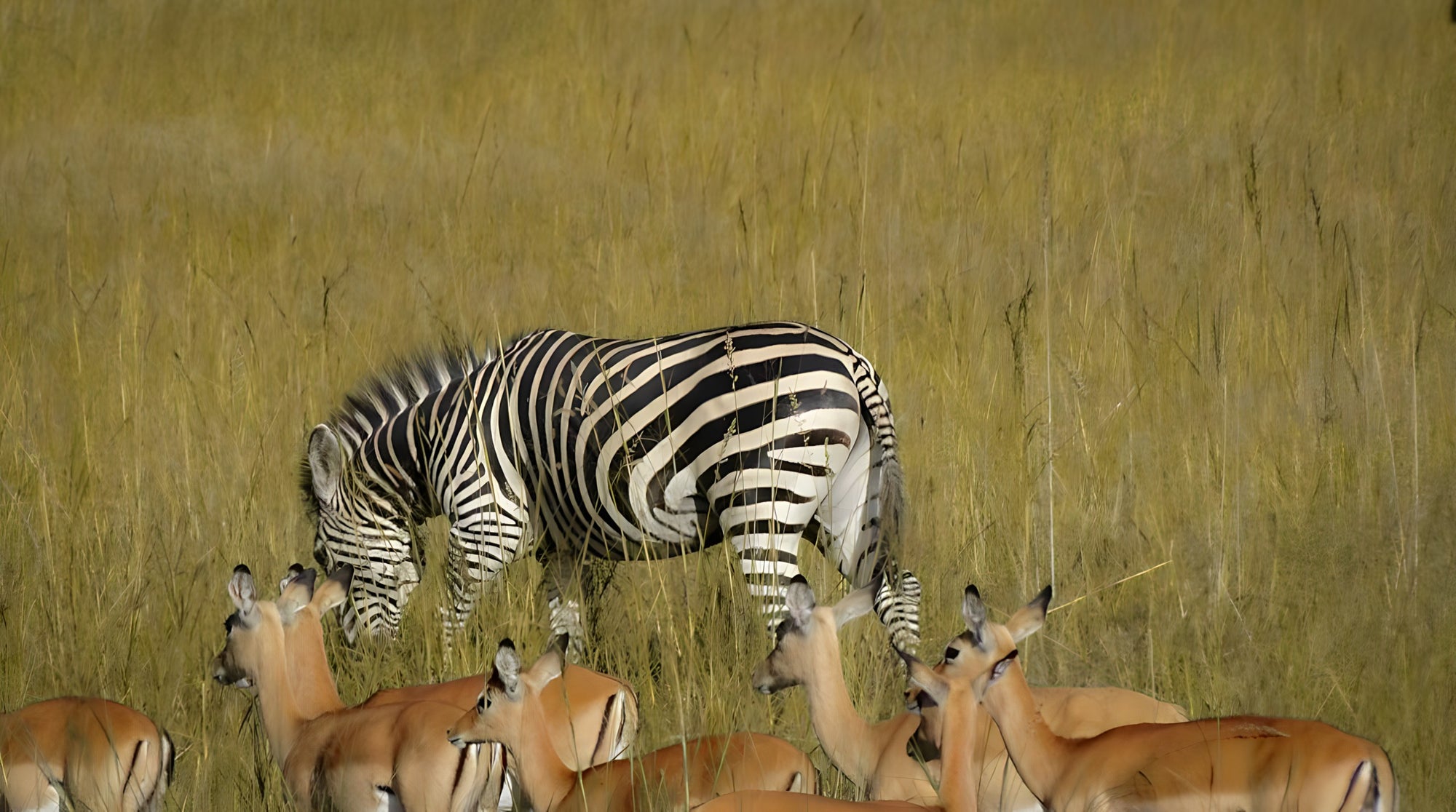 Safari Sightings