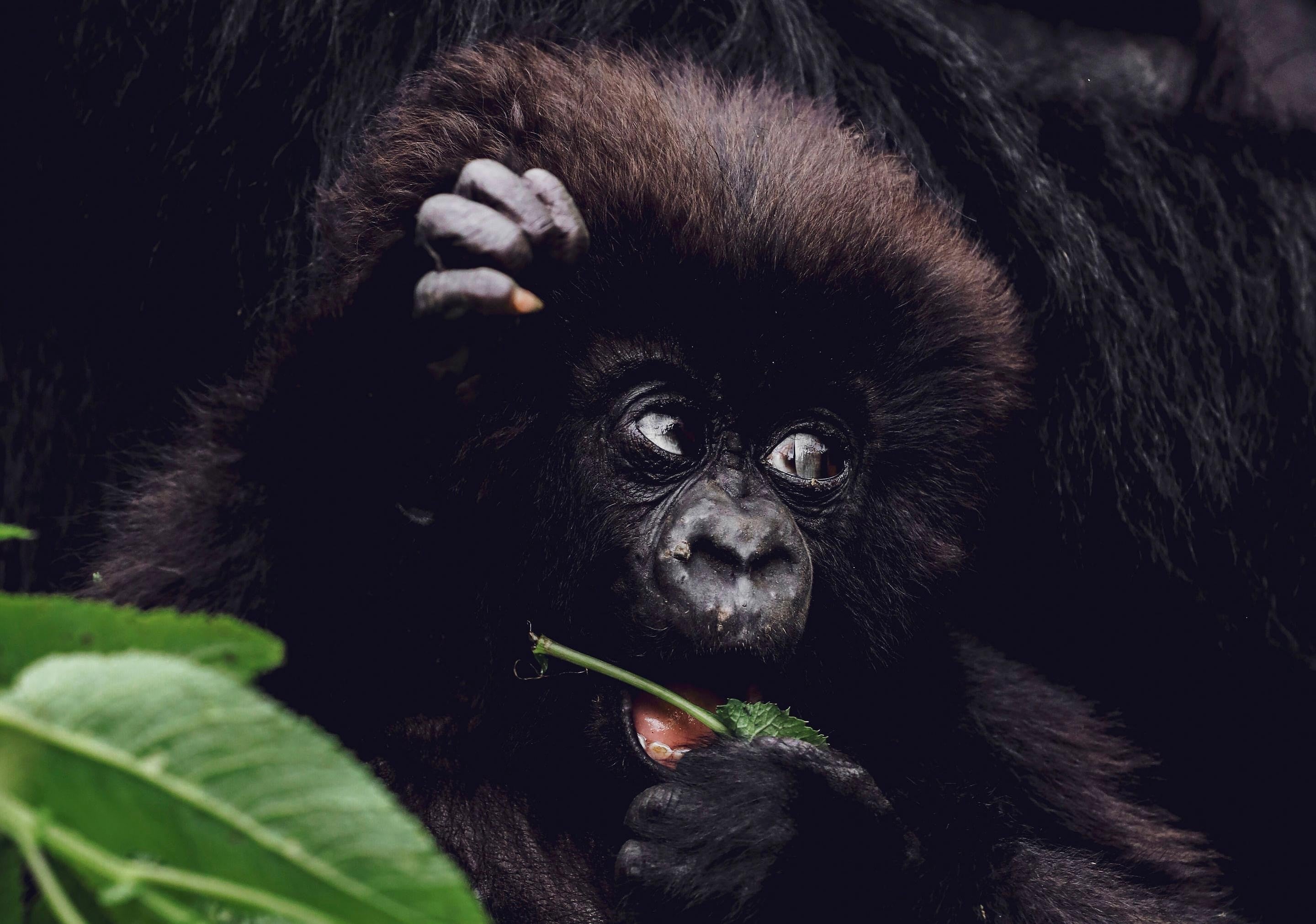 Gorilla Treks