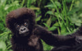 Mountain Gorilla Trekking
