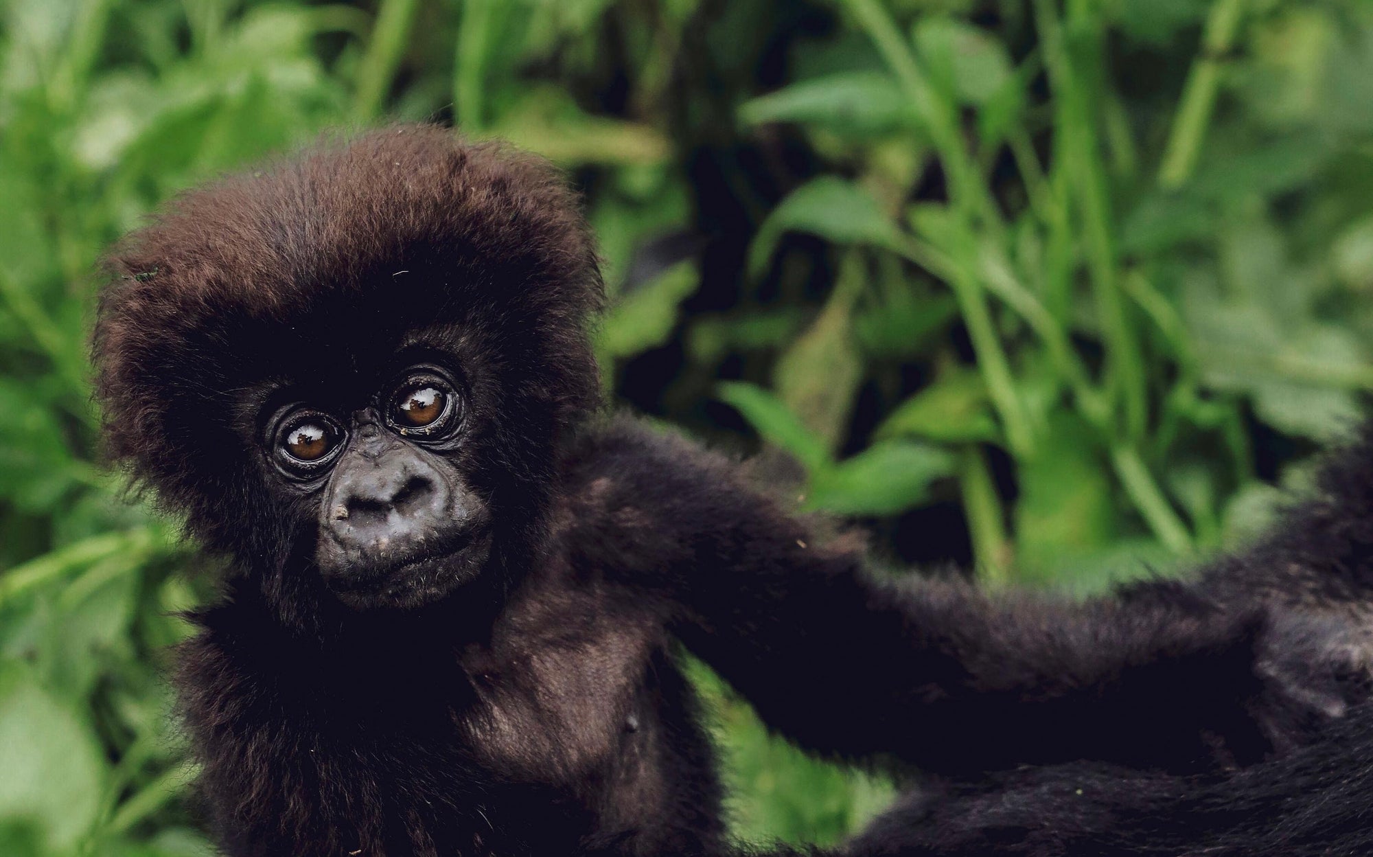 Mountain Gorilla Trekking