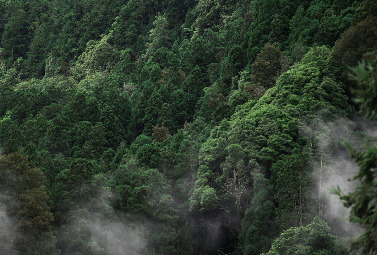 Ōhope Scenic Reserve