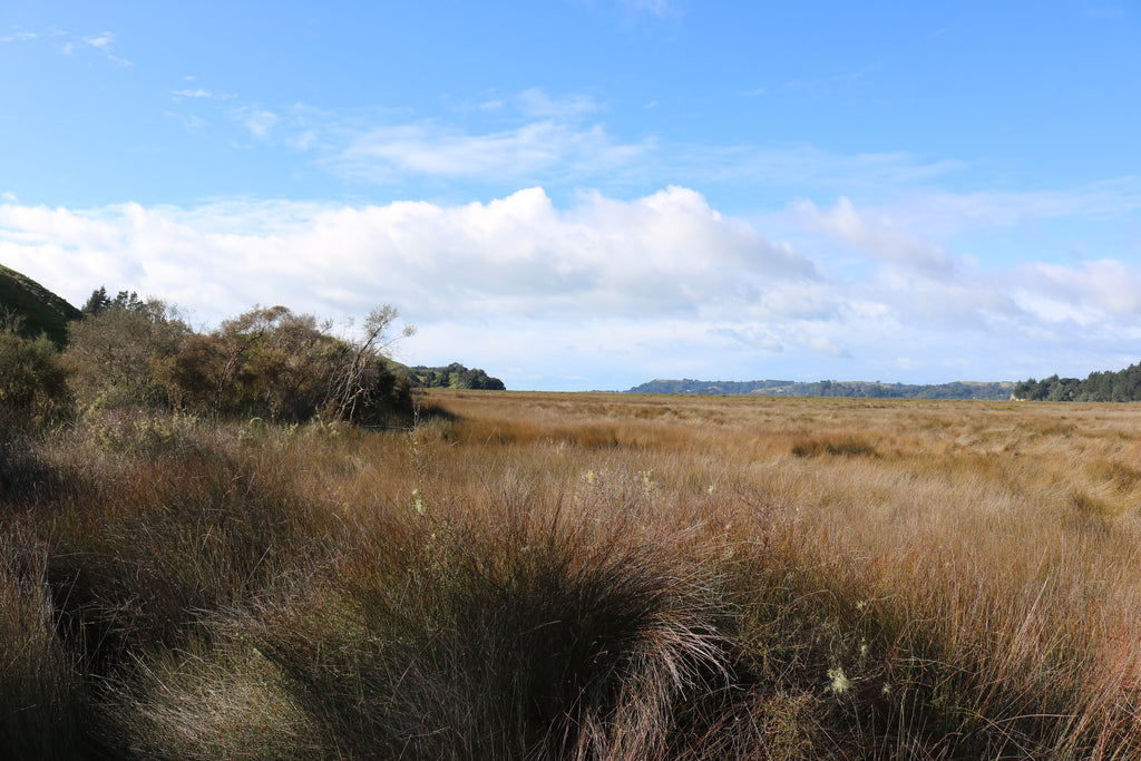 Nukuhou Saltmarsh