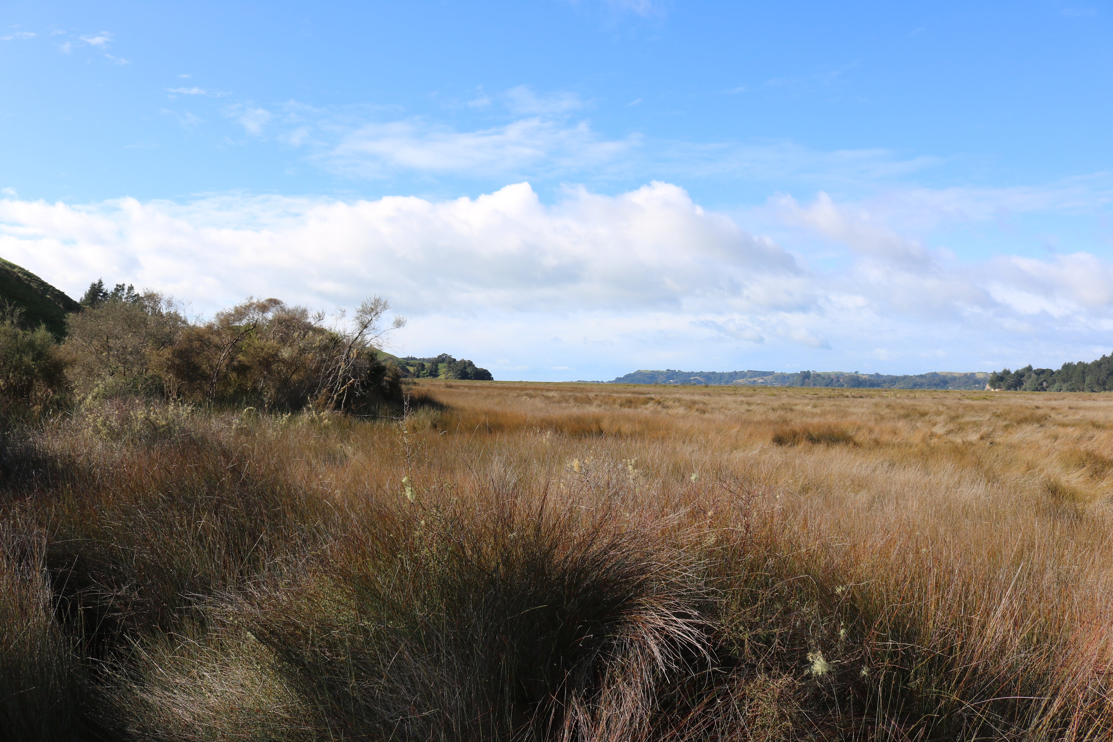 Nukuhou Saltmarsh