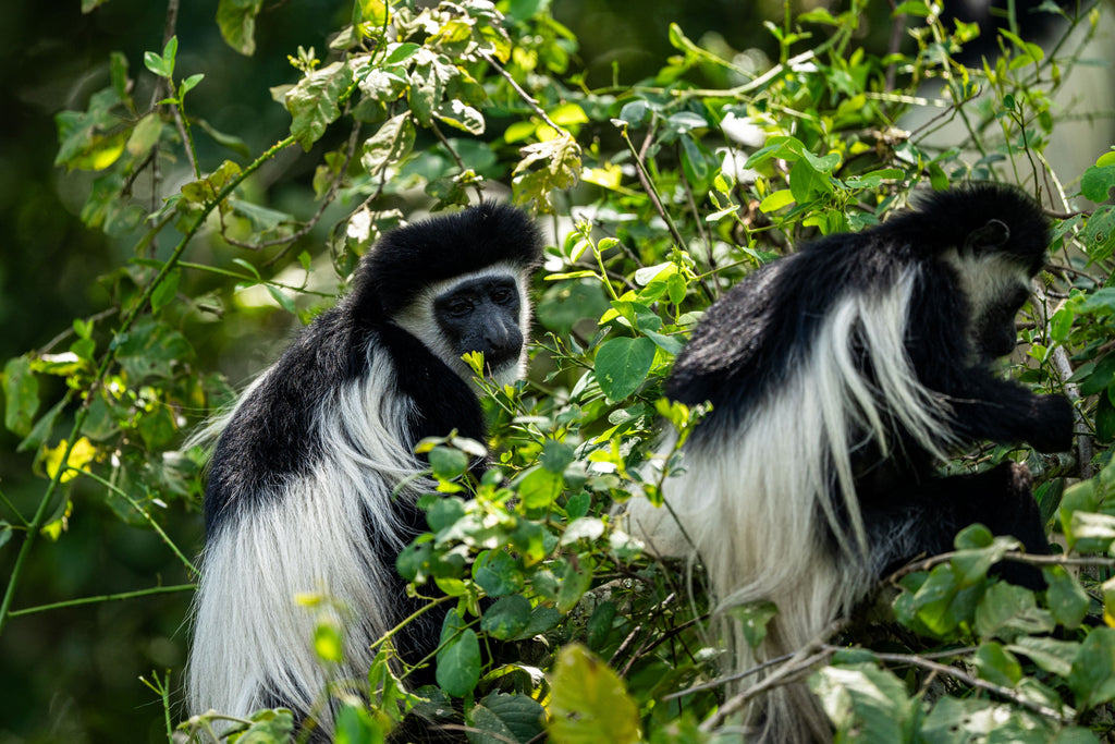Wildlife
