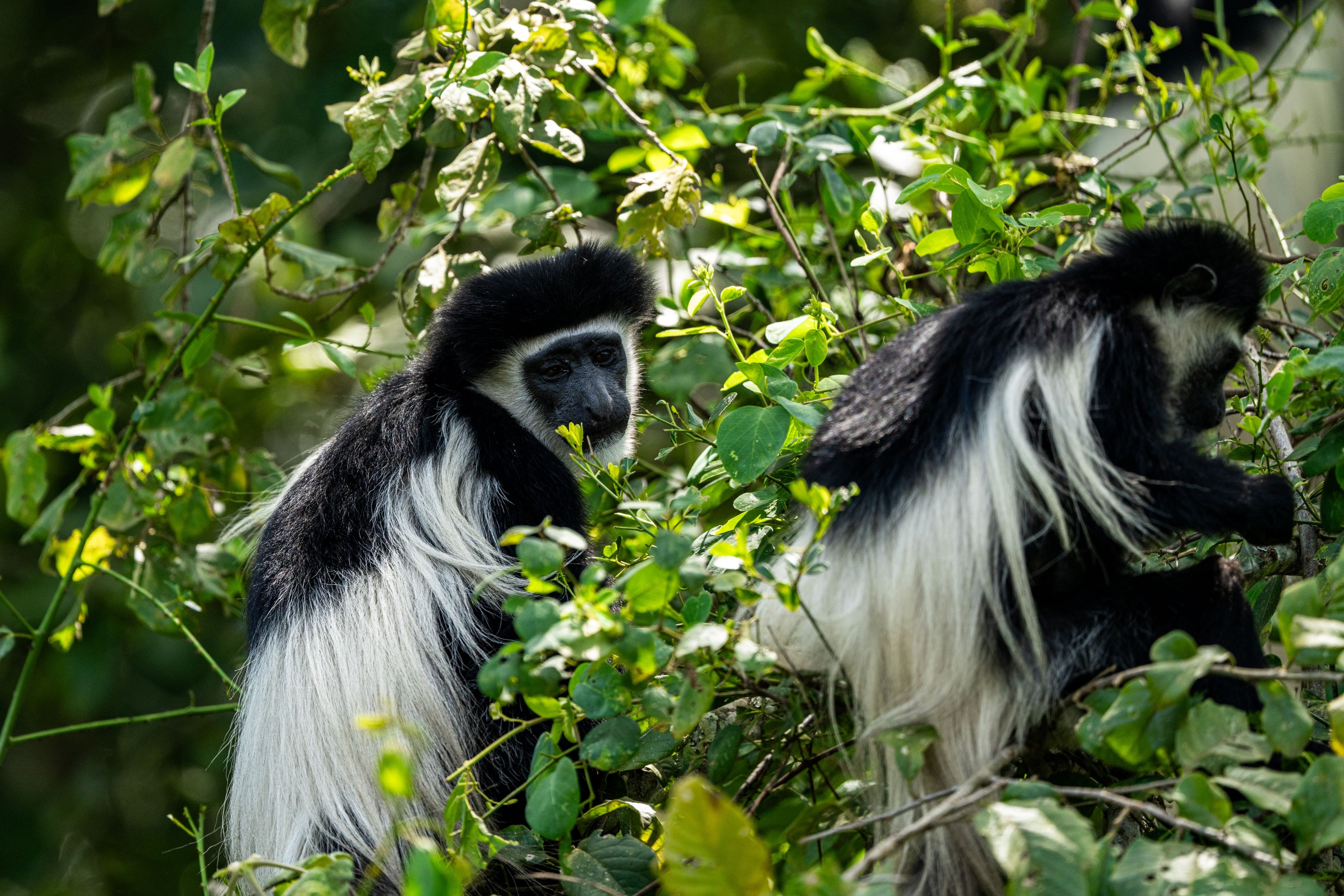 Wildlife