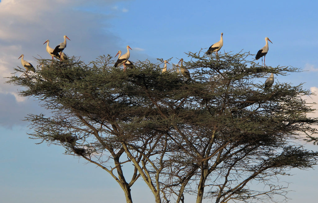 Storks