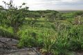 Camp hidden in acacia woodland