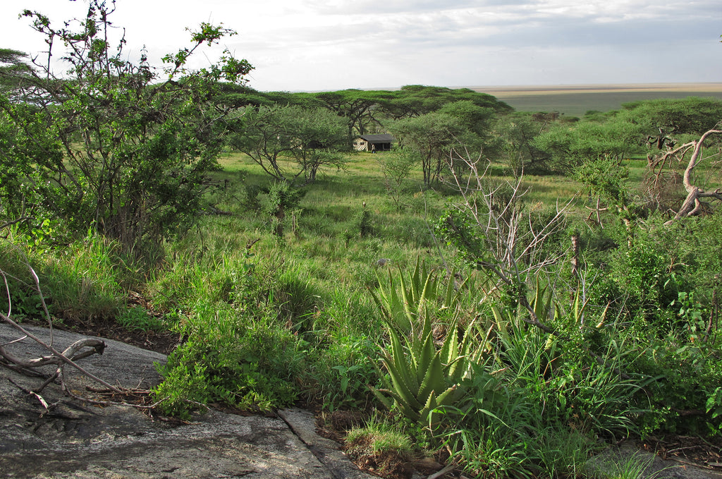 Camp hidden in acacia woodland