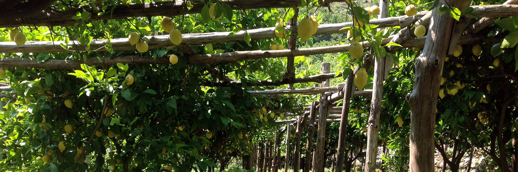 Amalfi Lemon Experience