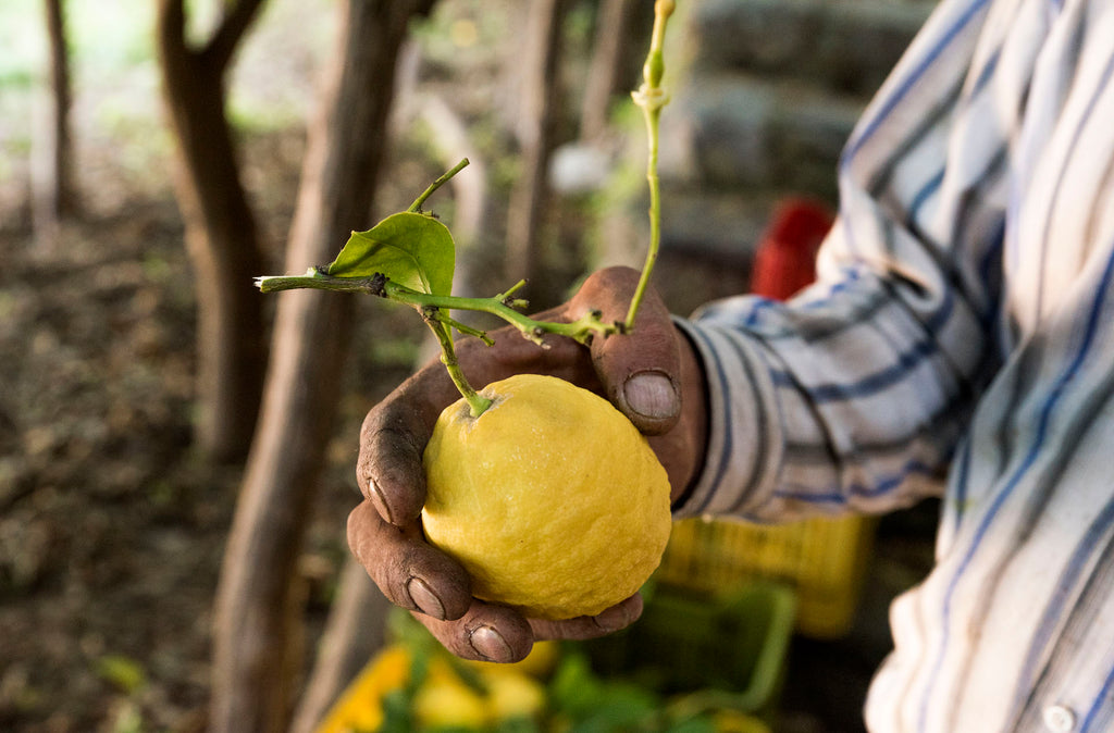 Amalfi Lemon Experience