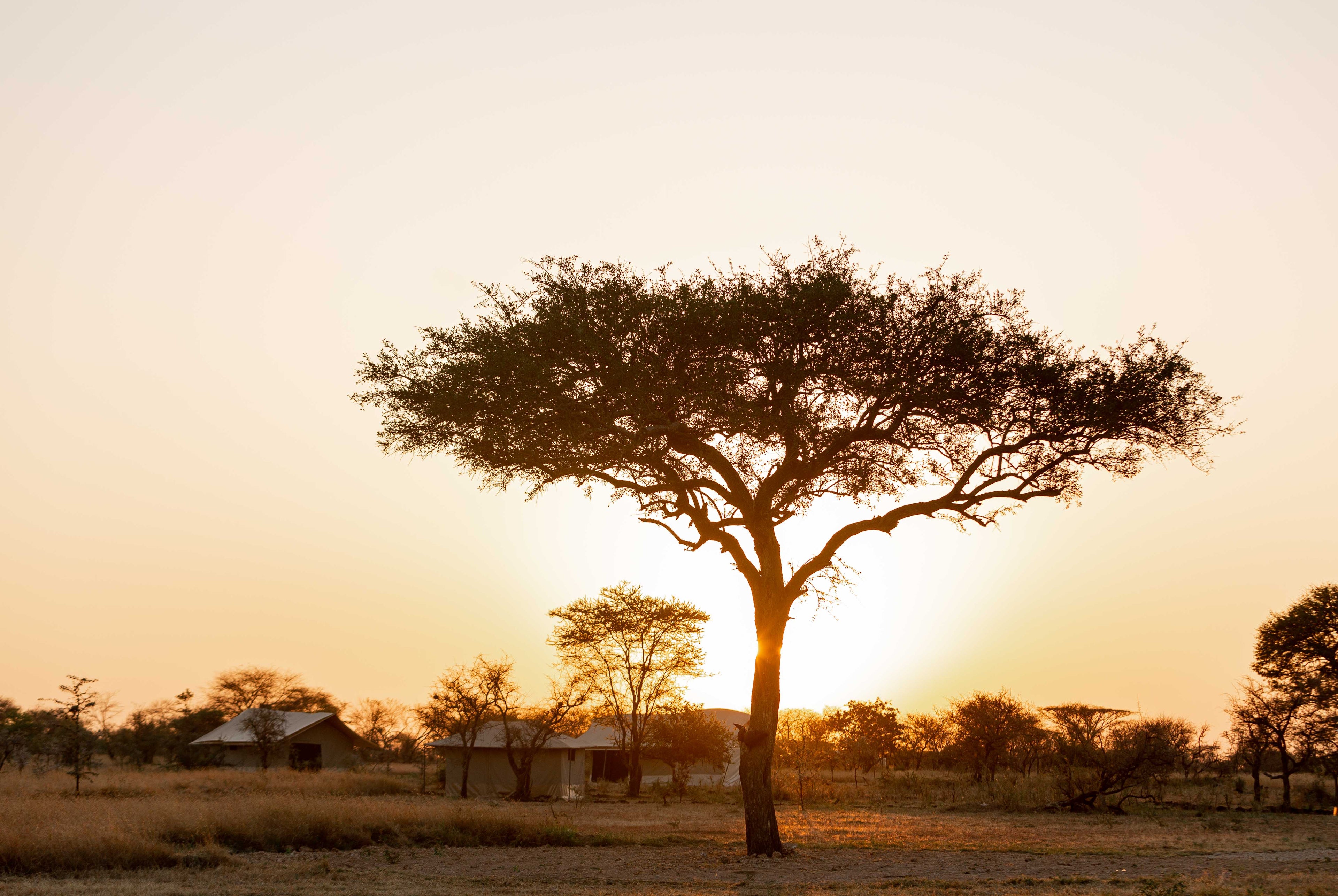 Glimpse of Africa Tented Camp