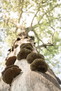 Singita Elela_Fungus_Mushrooms