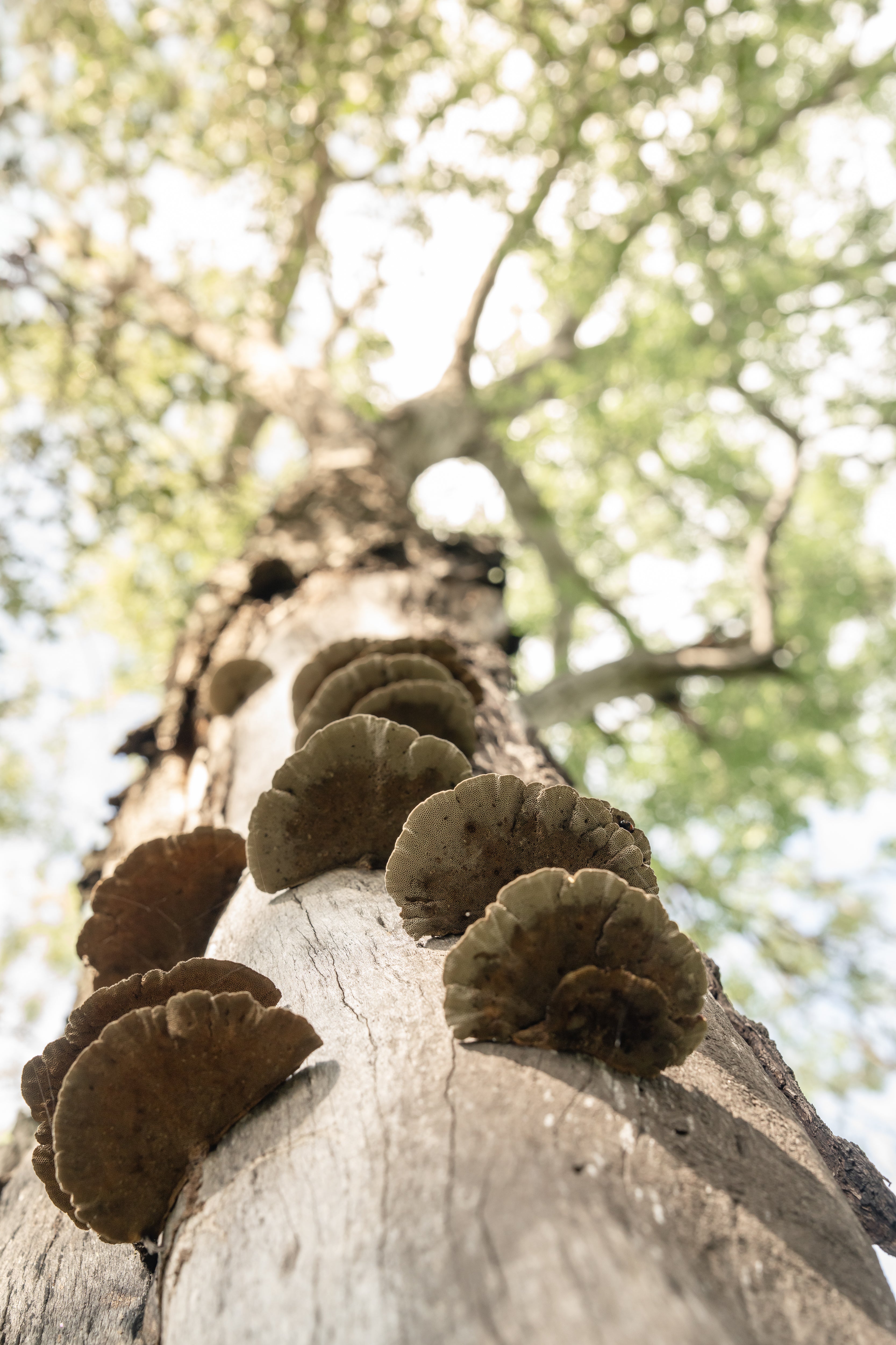 Singita Elela_Fungus_Mushrooms