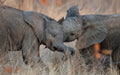 Elephants